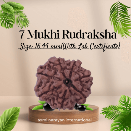 7 Mukhi Rudraksha Size: 16.44 mm (Certified)