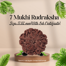 7 Mukhi Rudraksha Size: 17.02 mm (Certified)