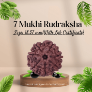 7 Mukhi Rudraksha Size: 18.57 mm (Certified)