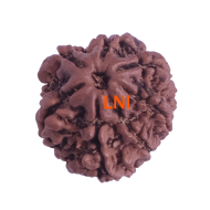 7 Mukhi Rudraksha Size: 19.96 mm (Certified)