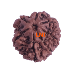 7 Mukhi Rudraksha Size: 19.96 mm (Certified)