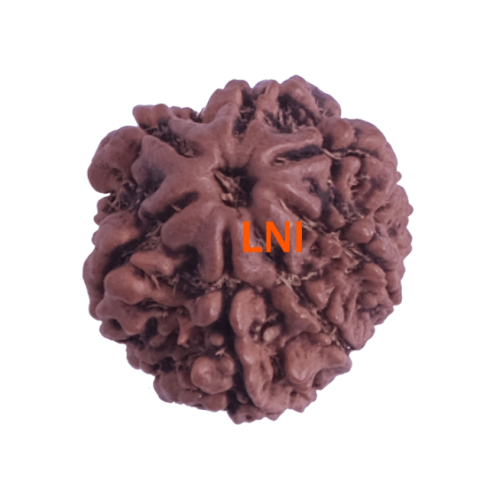 7 Mukhi Rudraksha Size: 19.96 mm (Certified)