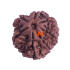 7 Mukhi Rudraksha Size: 19.96 mm (Certified)