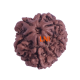 7 Mukhi Rudraksha Size: 19.96 mm (Certified)