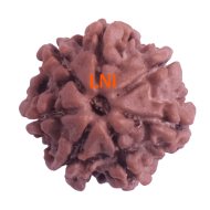 7 Mukhi Rudraksha Size: 18.82 mm (Certified)