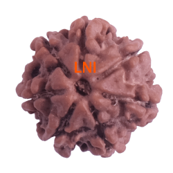 7 Mukhi Rudraksha Size: 18.82 mm (Certified)