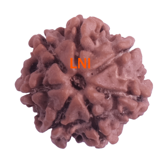 7 Mukhi Rudraksha Size: 18.82 mm (Certified)