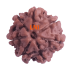 7 Mukhi Rudraksha Size: 18.82 mm (Certified)