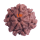 7 Mukhi Rudraksha Size: 18.82 mm (Certified)