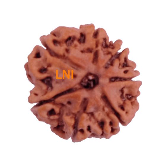 7 Mukhi Rudraksha Size: 20.19 mm (Certified)