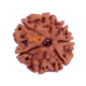 7 Mukhi Rudraksha Size: 20.19 mm (Certified)