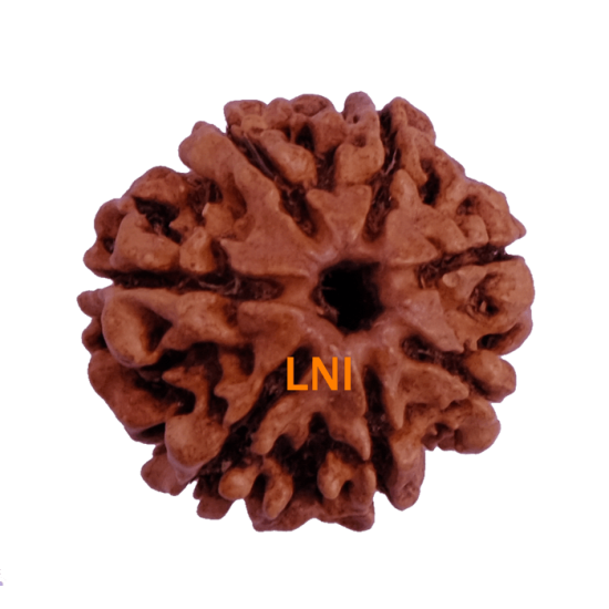 7 Mukhi Rudraksha Size 20.42 mm (Certified)