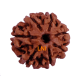 7 Mukhi Rudraksha Size 20.42 mm (Certified)