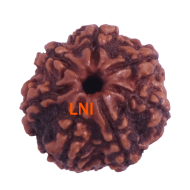 7 Mukhi Rudraksha Size: 21.90 mm (Certified)