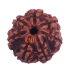 7 Mukhi Rudraksha Size: 21.90 mm (Certified)