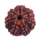 7 Mukhi Rudraksha Size: 21.90 mm (Certified)