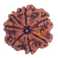 7 Mukhi Rudraksha Size: 22.33 mm (Certified)