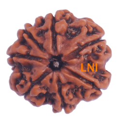 7 Mukhi Rudraksha Size: 22.33 mm (Certified)