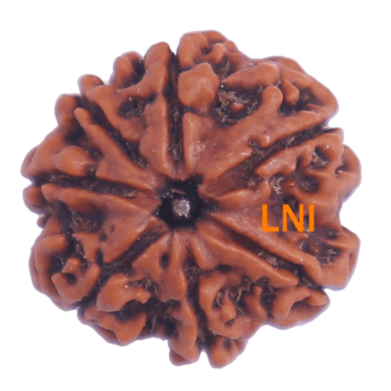 7 Mukhi Rudraksha Size: 22.85 mm (Certified) Rudraksha, 7 Mukhi Rudraksha, 7 Mukhi Rudraksha from Nepal image