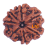 7 Mukhi Rudraksha Size: 22.33 mm (Certified)