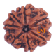 7 Mukhi Rudraksha Size: 22.85 mm (Certified) Rudraksha, 7 Mukhi Rudraksha, 7 Mukhi Rudraksha from Nepal image