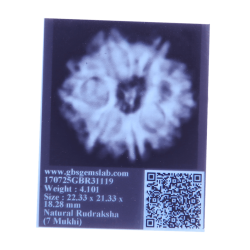 7 Mukhi Rudraksha Size: 22.33 mm (Certified)