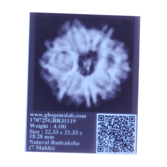 7 Mukhi Rudraksha Size: 22.85 mm (Certified) Rudraksha, 7 Mukhi Rudraksha, 7 Mukhi Rudraksha from Nepal image