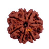 7 Mukhi Rudraksha Size: 22.50 mm (Certified)