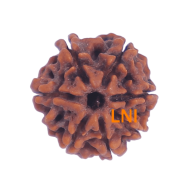 7 Mukhi Rudraksha Size: 22.56mm (Certified)