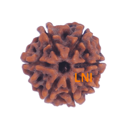 7 Mukhi Rudraksha Size: 22.56mm (Certified)