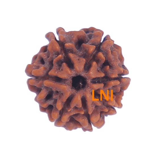 7 Mukhi Rudraksha Size: 22.55 mm (Certified) image
