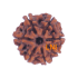 7 Mukhi Rudraksha Size: 22.56mm (Certified)