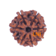 7 Mukhi Rudraksha Size: 22.55 mm (Certified) image