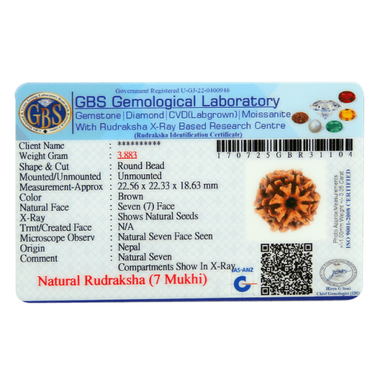 7 Mukhi Rudraksha Size: 22.55 mm (Certified) image