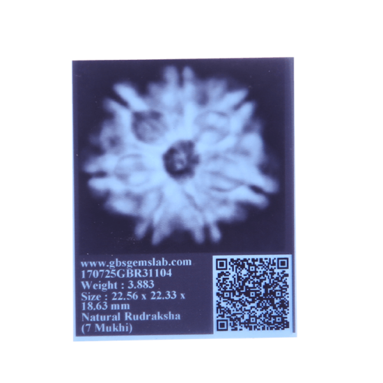 7 Mukhi Rudraksha Size: 22.55 mm (Certified) image