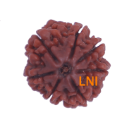 7 Mukhi Rudraksha Size: 22.70 mm (Certified)