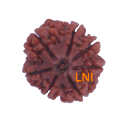 7 Mukhi Rudraksha Size: 22.70 mm (Certified)