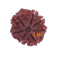 7 Mukhi Rudraksha Size: 22.70 mm (Certified) image