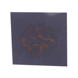 7 Mukhi Rudraksha Size: 22.70 mm (Certified)