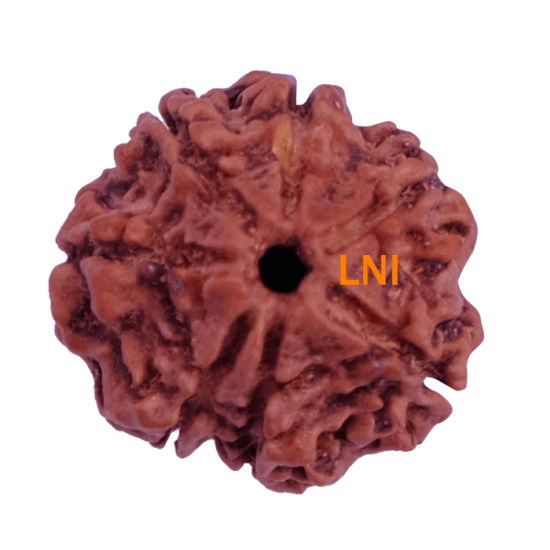 7 Mukhi Rudraksha Size: 22.73 mm (Certified)