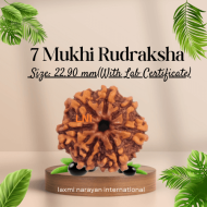 7 Mukhi Rudraksha Size 22.90 mm (With Lab Certificate)