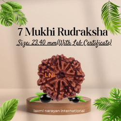 7 Mukhi Rudraksha Size: 23.40 mm (Certified)