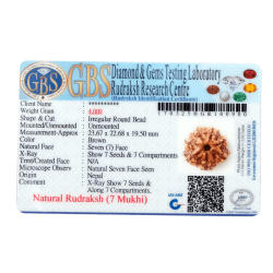 7 Mukhi Rudraksha Size: 23.67 mm (Certified)(7 Seeds in X-ray)