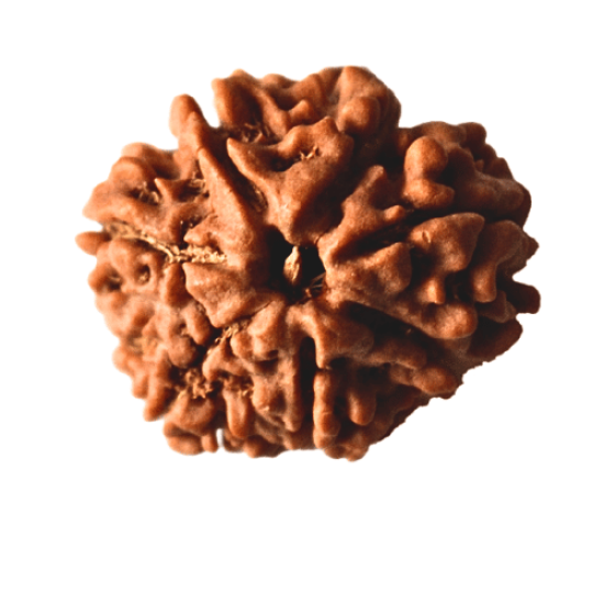 7 Mukhi Rudraksha Size: 24.12mm (Certified)