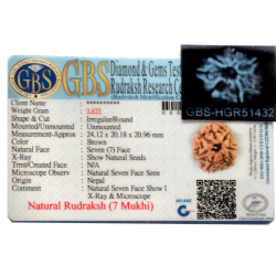 7 Mukhi Rudraksha Size: 24.12mm (Certified)