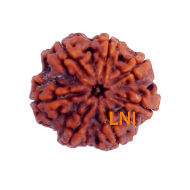 7 Mukhi Rudraksha Size: 24.33 mm (Certified)