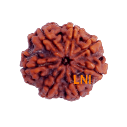 7 Mukhi Rudraksha Size: 24.33 mm (Certified)