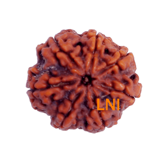 7 Mukhi Rudraksha Size: 24.33mm (Certified) image
