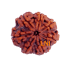 7 Mukhi Rudraksha Size: 24.33 mm (Certified)
