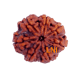 7 Mukhi Rudraksha Size: 24.33mm (Certified) image